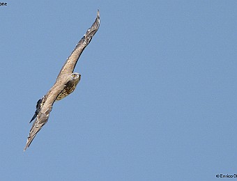 Animali 295